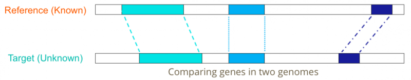 File:Comare-genomes.png
